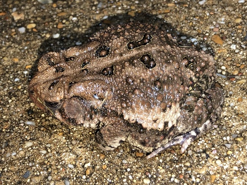 Fowler's Toad observed by thesoulflowers