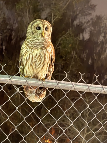 View observation of {o.common_name} on iNaturalist