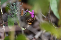 Lychnuchoides saptine