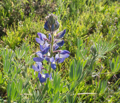 Lupinus guadalupensis