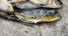 Cichla monoculus