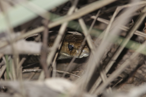 Eastern Brown Snake