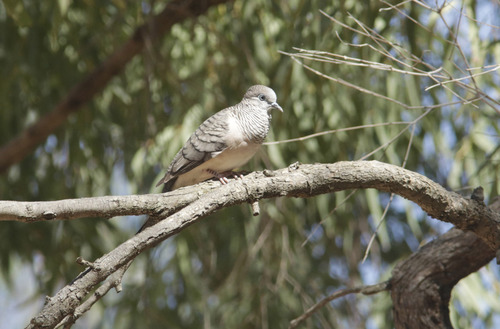 Peaceful Dove (Geopelia placida), photo 7