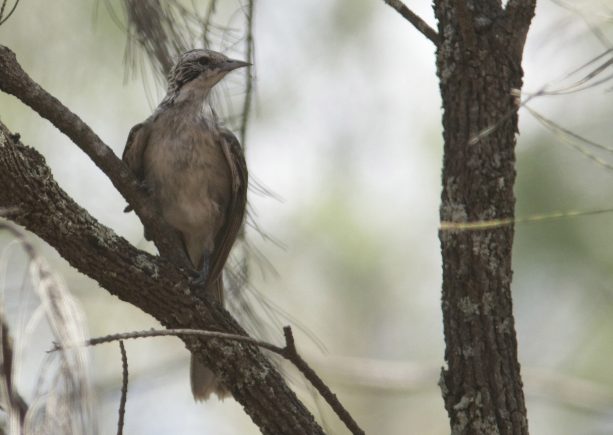 Striped Honeyeater (Plectorhyncha lanceolata), photo 4