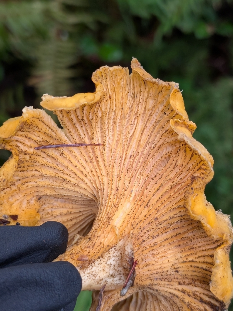 Cantharellus formosus · January 2026 · photo: © criminy (iNaturalist, cc-by)