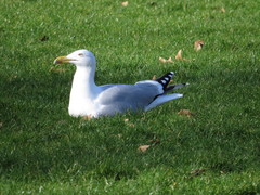 Larus argentatus