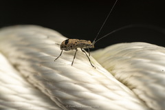 Apolecta
