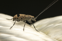 Apolecta