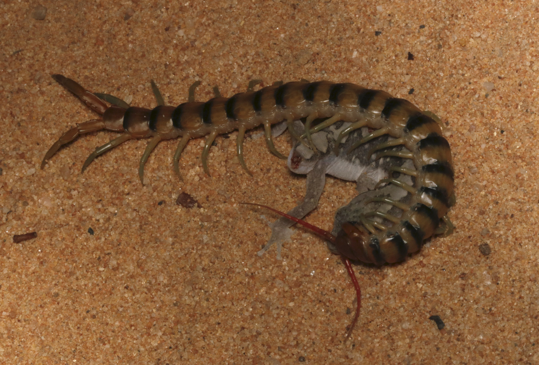 Scolopendra morsitans Linnaeus, 1758