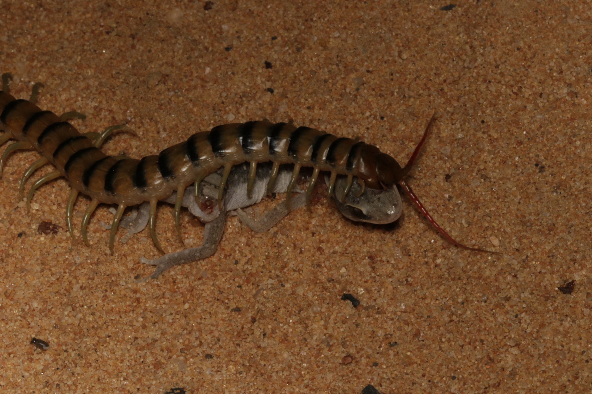 Scolopendra morsitans Linnaeus, 1758