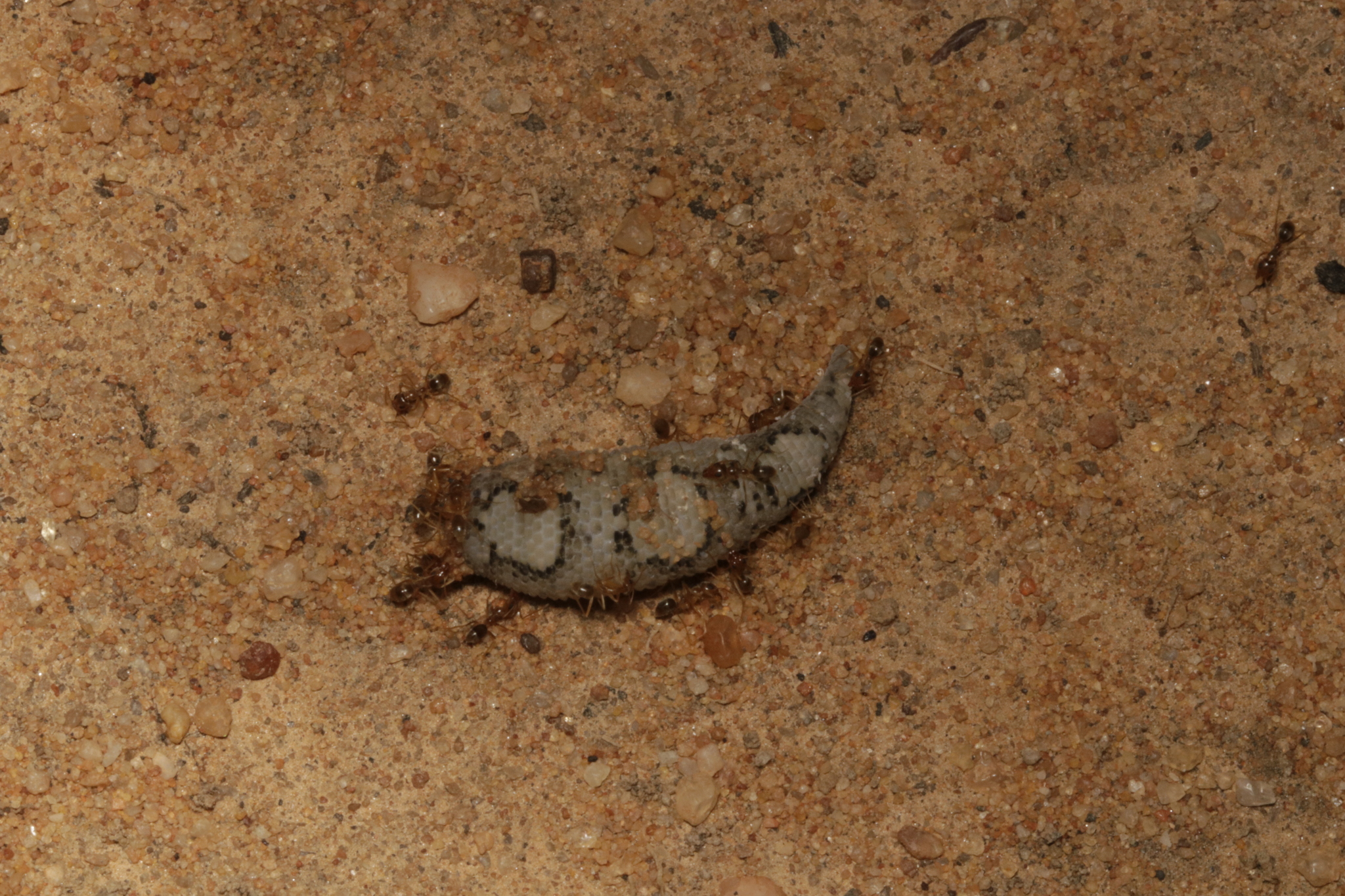 Scolopendra morsitans Linnaeus, 1758