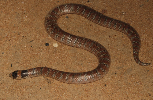 Eastern Shovel-nosed Snake