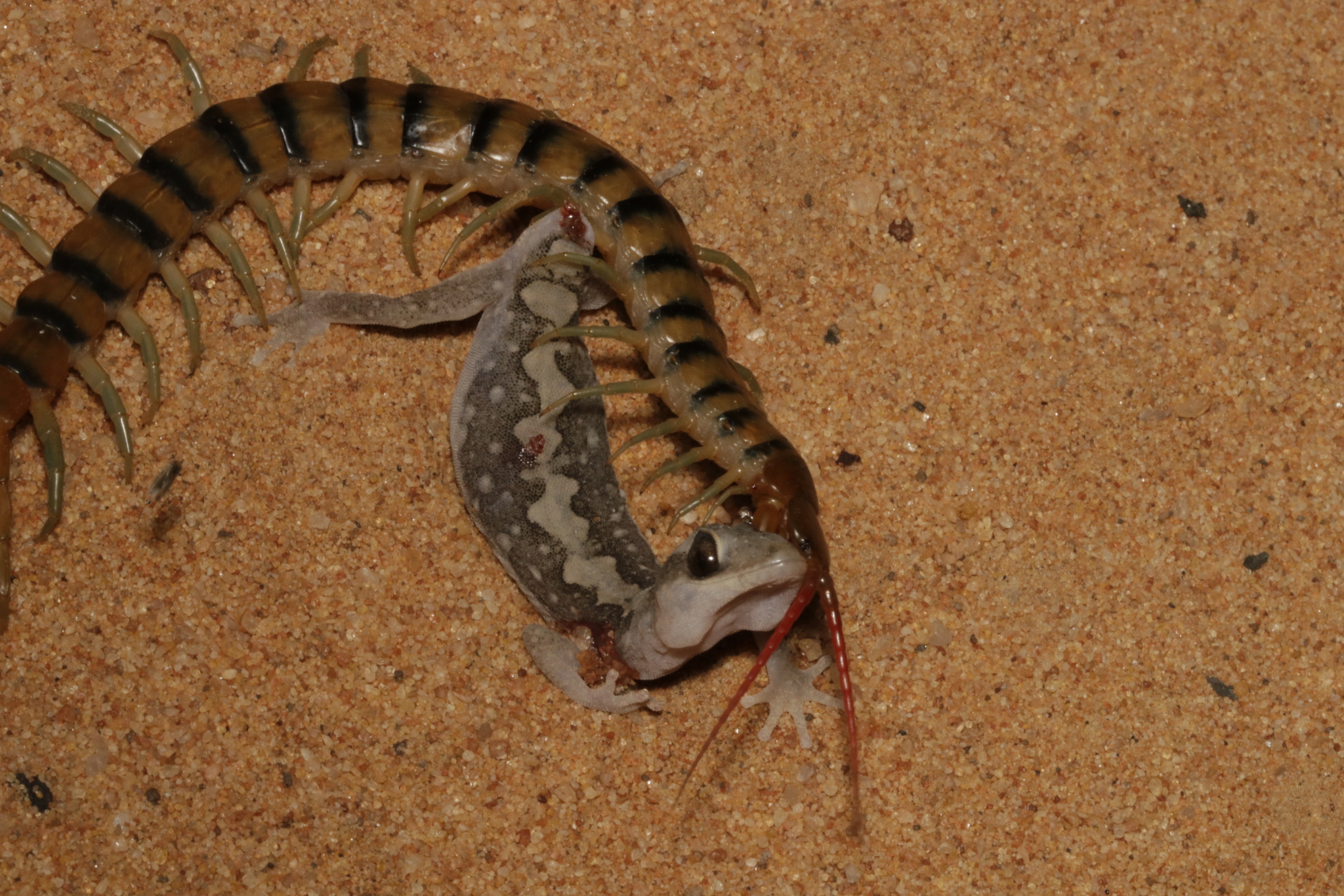 Scolopendra morsitans Linnaeus, 1758