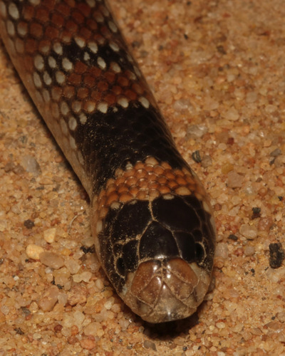 Eastern Shovel-nosed Snake