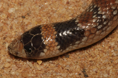 Eastern Shovel-nosed Snake