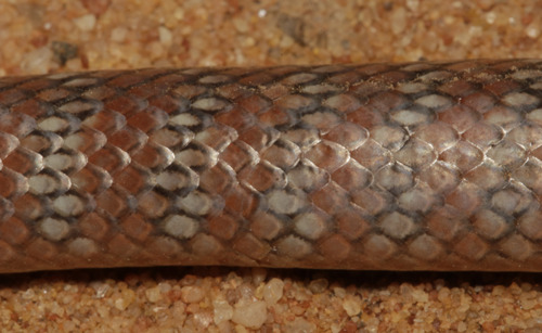 Eastern Shovel-nosed Snake
