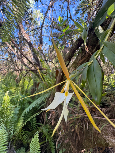Epidendrum nocturnum