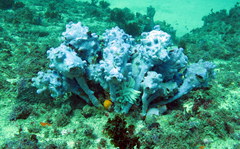 Pyura spinifera