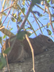 Sciurus carolinensis