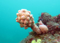 Pyura spinifera