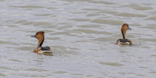 Fulvous Whistling Duck (Dendrocygna bicolor), photo 7