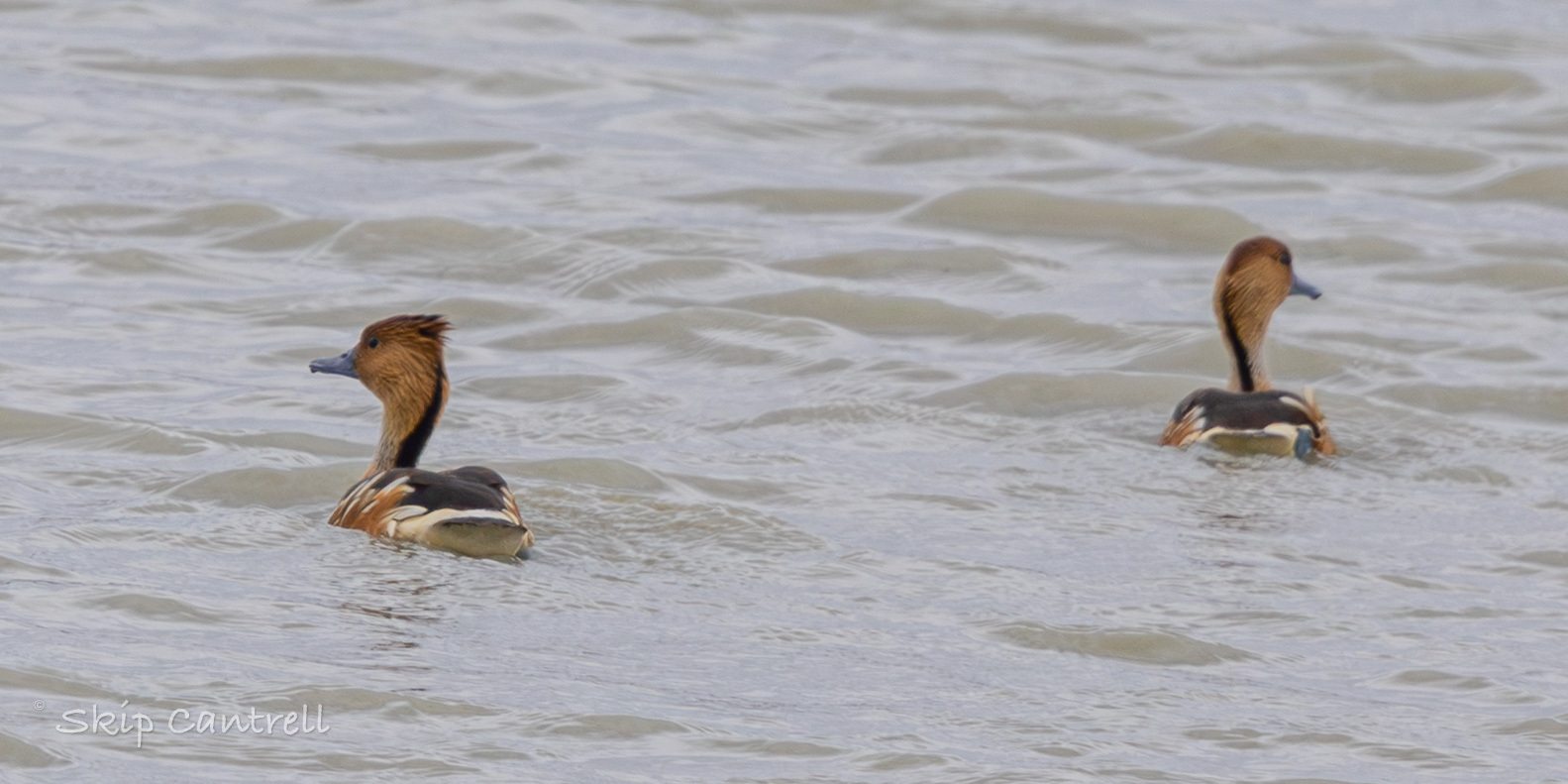 Fulvous Whistling Duck (Dendrocygna bicolor), photo 8