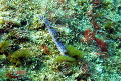 Pteraeolidia ianthina