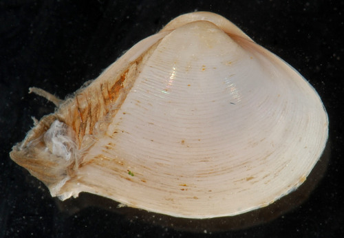 Dwarf Surfclam
