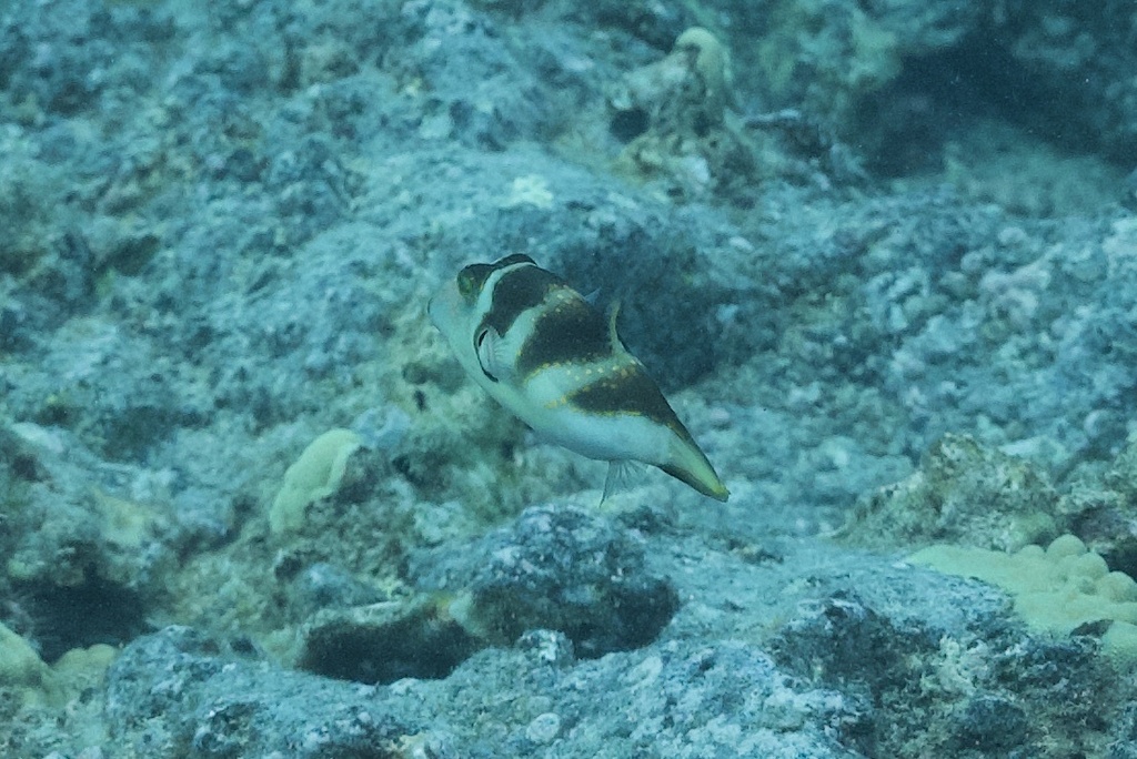 Banded sharpnose pufferfish (Canthigaster coronata) — Tetraodontidae