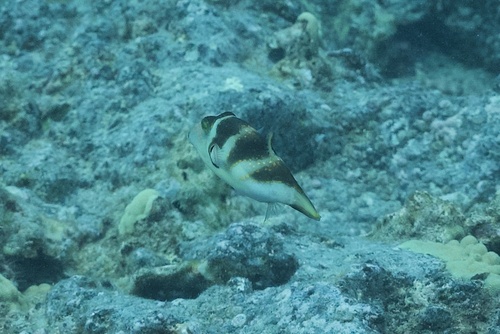 Banded sharpnose pufferfish (Canthigaster coronata) — Tetraodontidae