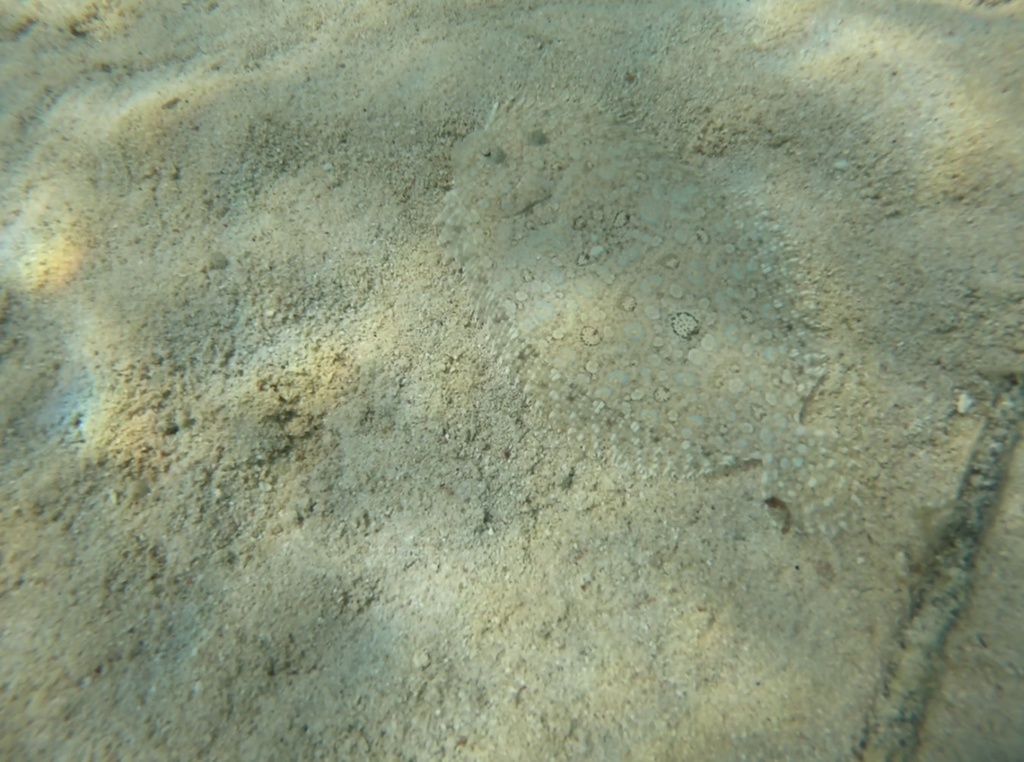 Maculated flounder (Bothus maculiferus) — Bothidae
