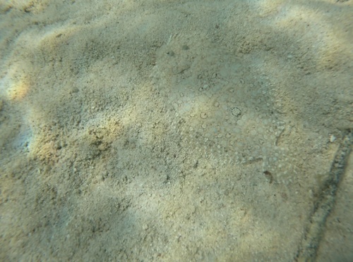Maculated flounder (Bothus maculiferus) — Bothidae