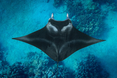 Reef Manta Ray photo 5