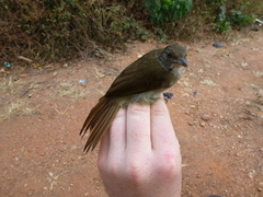 Phyllastrephus baumanni