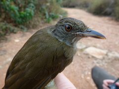 Phyllastrephus baumanni