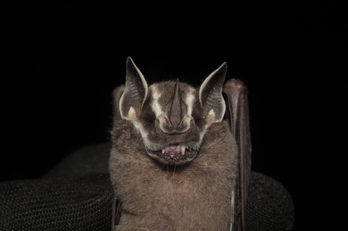 Tent-making Bat