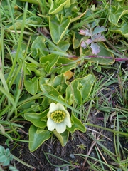 Caltha sagittata