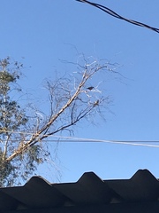 Aves