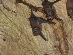 Peropteryx