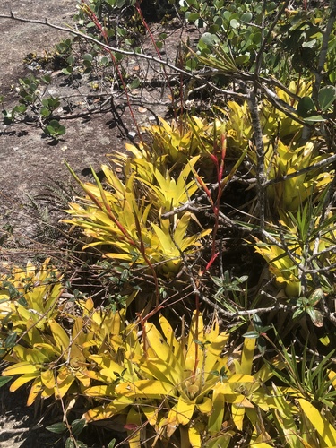 Vriesea procera