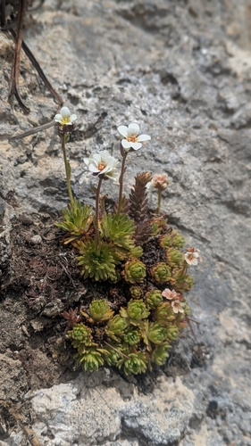 fuegian saxifrage