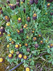 Trifolium spadiceum