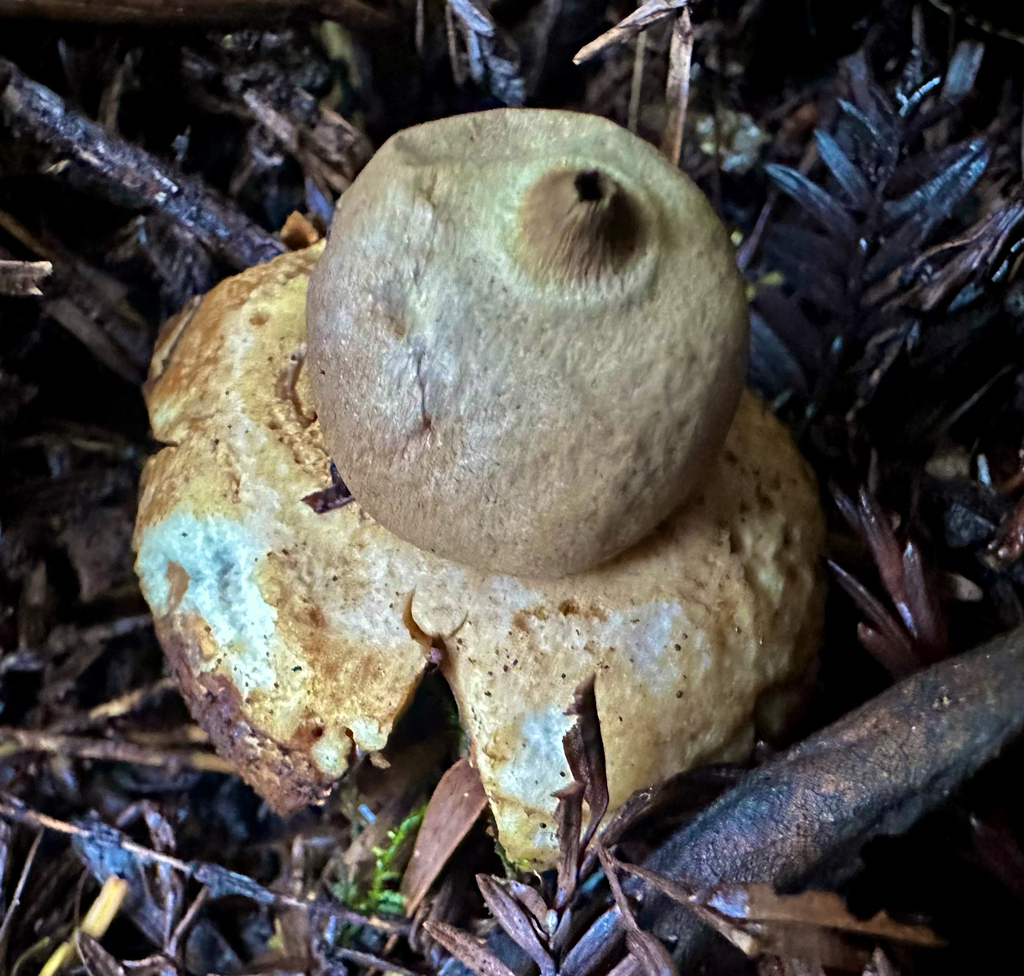 Geastrum saccatum · January 2026 · photo: © thrum (iNaturalist, CC)