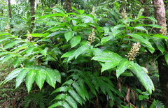 Renealmia pyramidalis