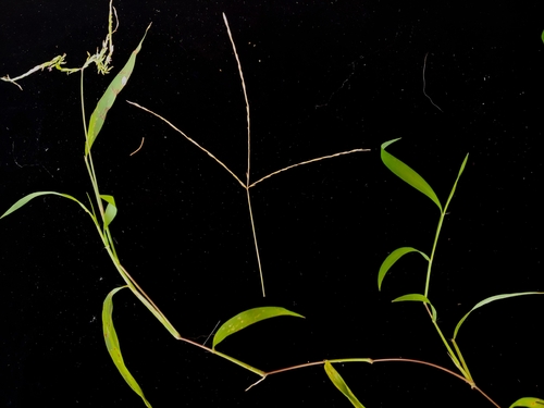 southern crabgrass (Digitaria ciliaris)