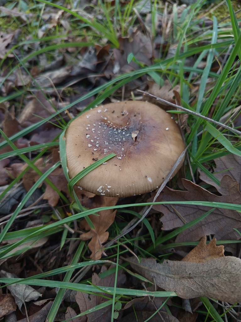 Amanita pantherina · December 2025 · photo: © meaglinumut (iNaturalist, cc-by)