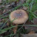 Köygöçüren (Amanita pantherina)