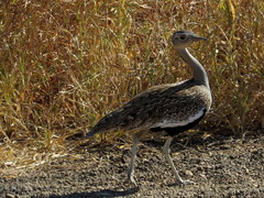Eupodotis ruficrista