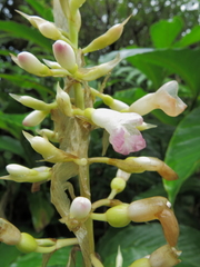 Renealmia pyramidalis