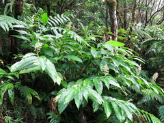 Renealmia pyramidalis